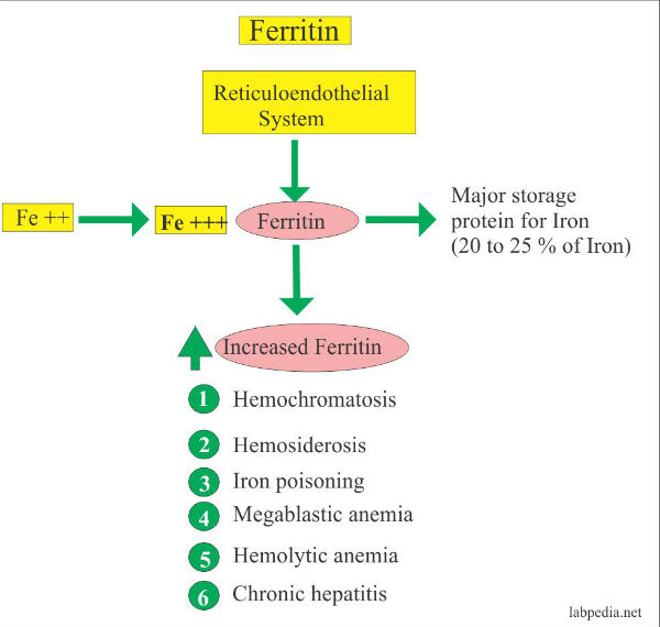 வால்நட் 