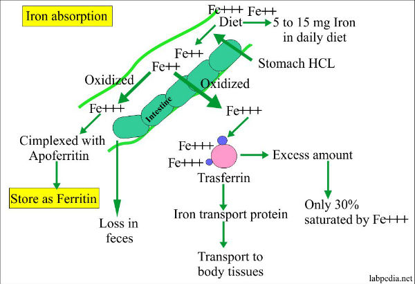 இரவில் ஊறவைத்த பருப்பு 