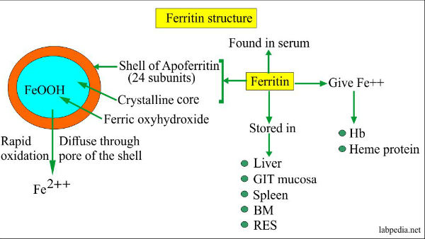 மாமிசம் 