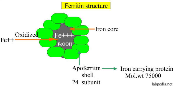 உருளைக் கிழங்கு 