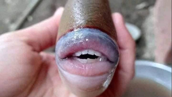 Pictures of an unusual fish with human-like features goes viral