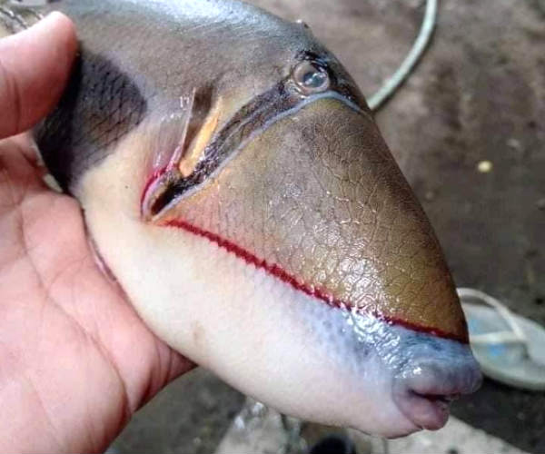 Pictures of an unusual fish with human-like features goes viral