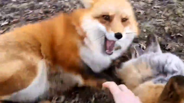 Have you ever seen a picture a laughing fox? Have you ever seen a picture a laughing fox?