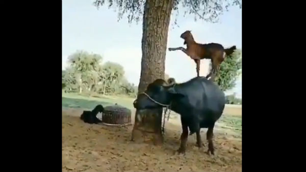 This smart goat wins hailed for its action