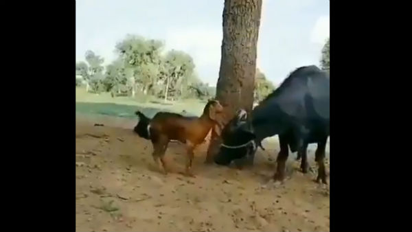 This smart goat wins hailed for its action