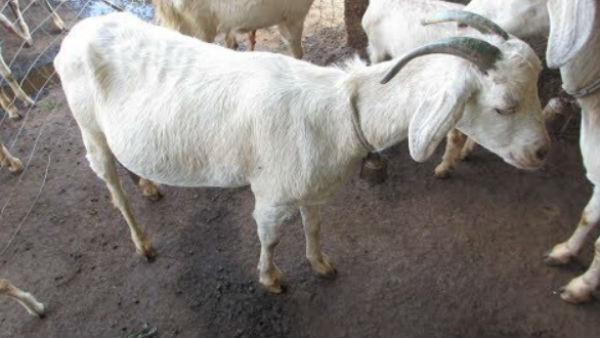 ஆட்டுக்கு 10 ஆயிரம் 