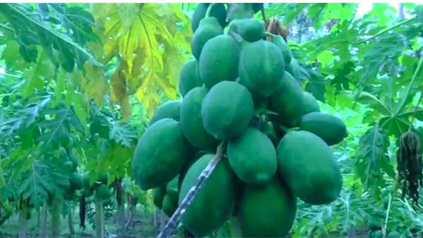 ஒரு கிலோ 10 ரூபாய் 