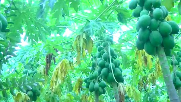 கைக்கு எட்டும் உயரம் 