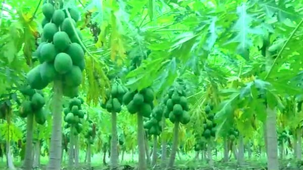 நோய் எதிர்ப்பு சக்தி 