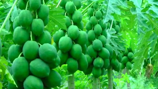 வியாபாரம் அருமை 