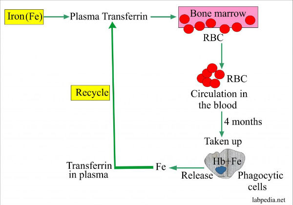 பாக்டீரியா 