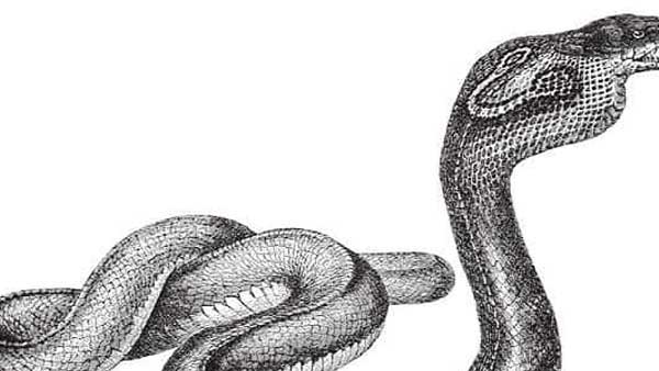 தோஷங்கள் நீங்கும் 