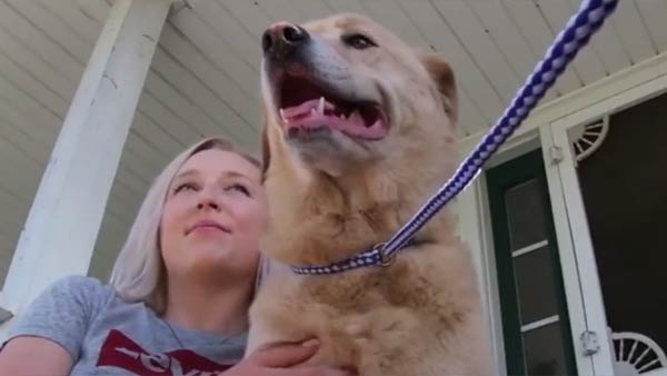 தேடி வந்த நாய் தேடி வந்த நாய்