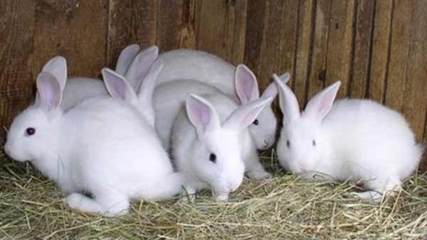 நல்ல விலை 