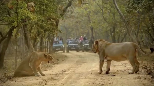 Lioness shouting at its male goes viral Lioness shouting at its male goes viral