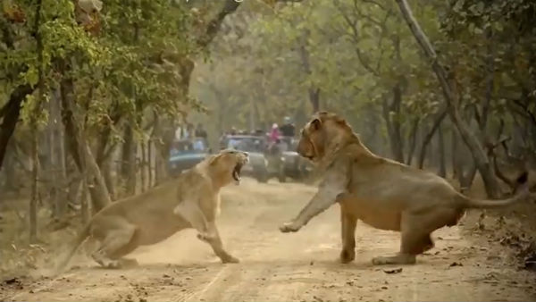 Lioness shouting at its male goes viral Lioness shouting at its male goes viral