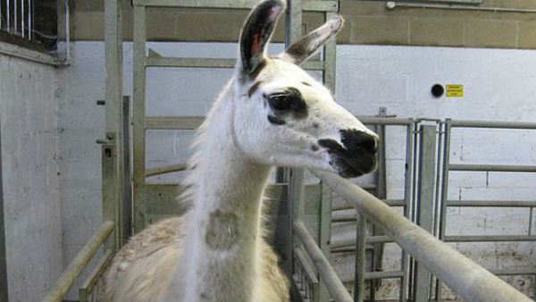 எதிர்ப்பு திறன் 