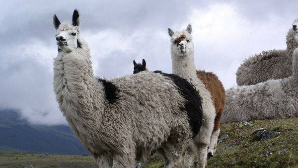 எப்படி செலுத்துவார்கள் 