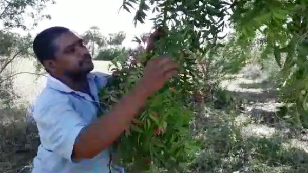 Corona Lockdown: Private Bus Driver turns to Neem Seed seller 