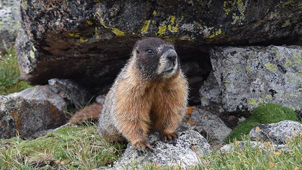 தடுப்பு 