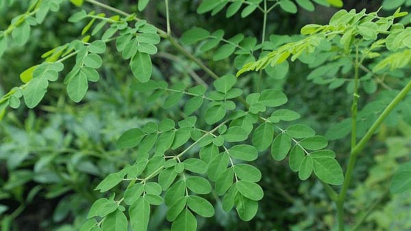 முருங்கை கீரை 