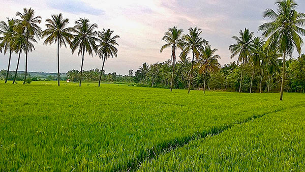 போதிய விலை இல்லை 