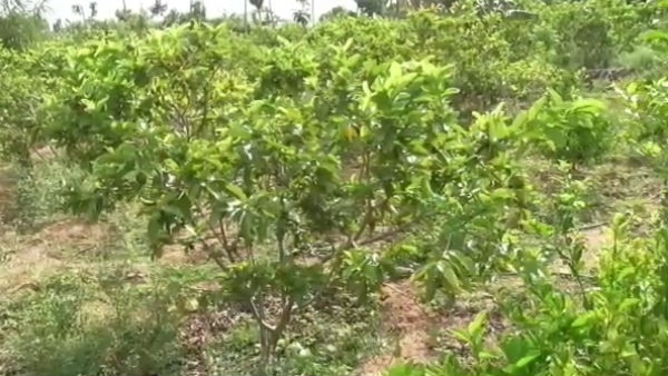 நம்பிக்கை தரும் ஆன்லைன் வர்த்தகம் 