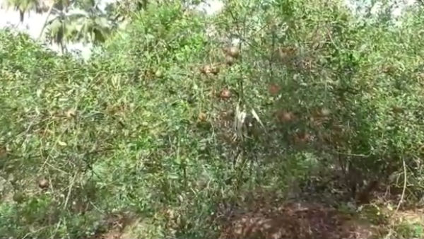 ஆயக்குடி சந்தையால் ஆதாயம் 