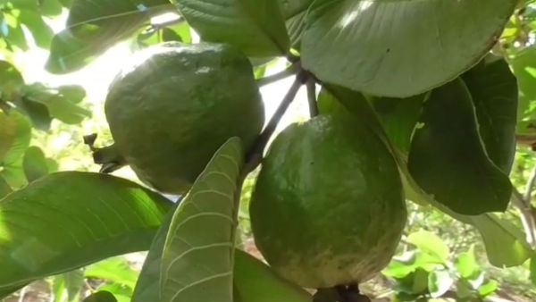 தென்னைக்கு பதில் மாற்று விவசாயம் 