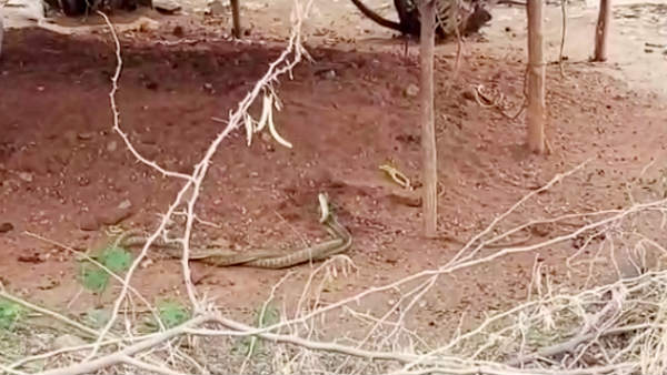 Two snakes dance with each other in Tamilnadu 