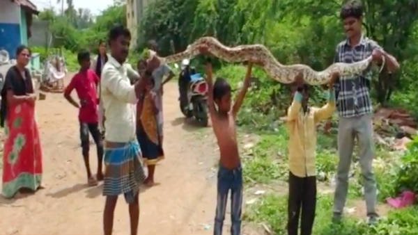 10 feet long python snake entered the Temple near Vaniyambadi 