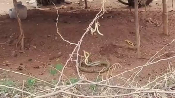 Two snakes dance with each other in Tamilnadu 