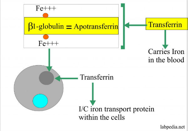உணவு மாற்றங்கள் 