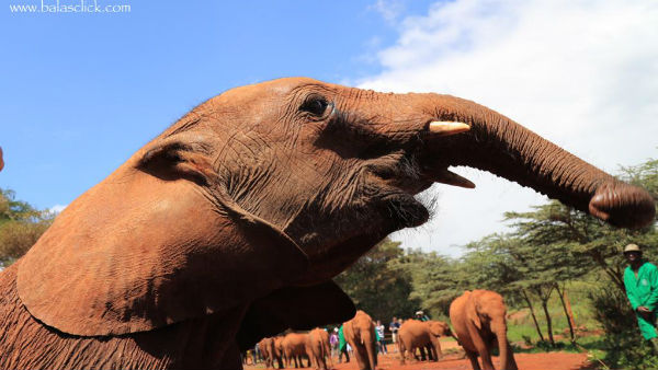 நடக்காமல் போன கண்காட்சி 