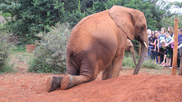 பரிசோதனை முயற்சி 