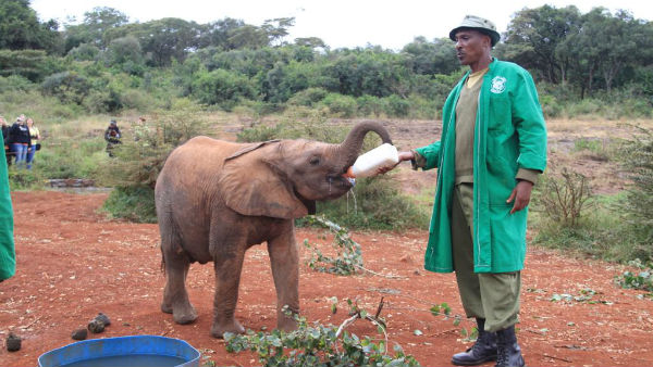 குட்டி யானை தத்தெடுத்த டஃப்னி 