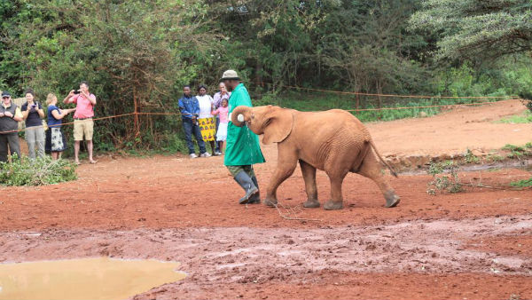 யானைக்குட்டிகளில் குறும்புகள் 