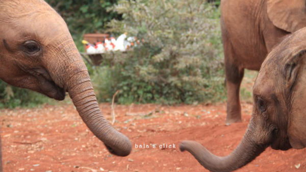 அனுமதி கொடுத்த டஃப்னி 