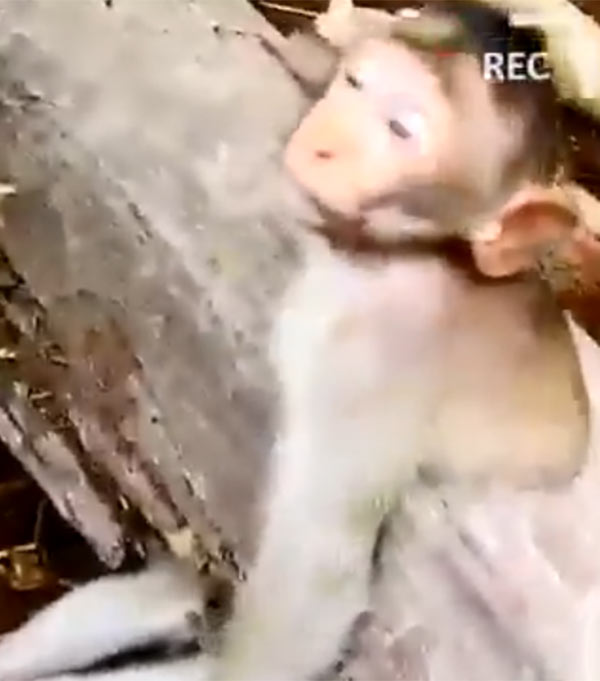 குரங்கின் பிரச்சினை 