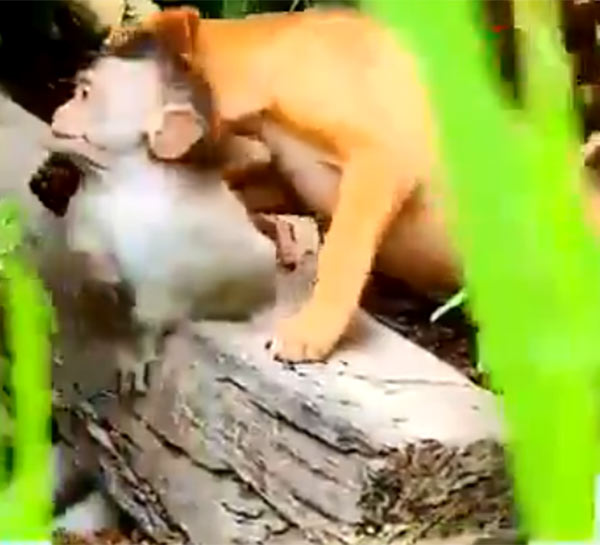 மனிதர்களைவிட விலங்குகள் 