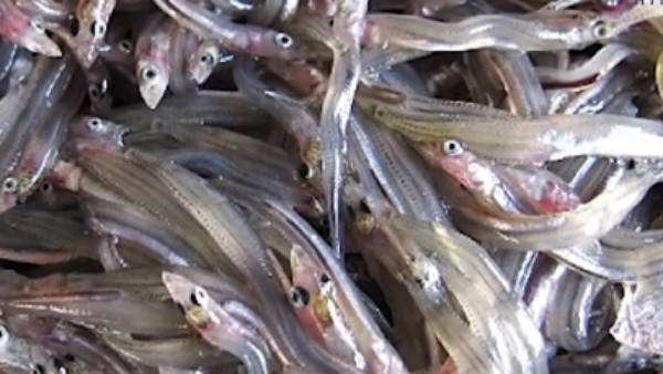 மதுரை டூ சென்னை அயிரை பயணம் 