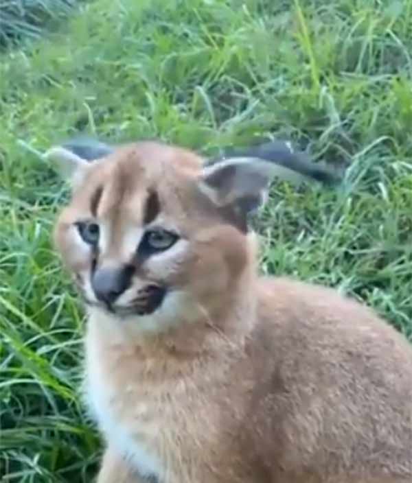 20 தசைகள் 