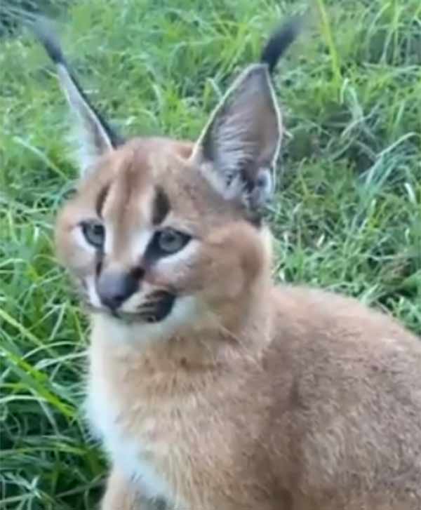 வனத்துறை அதிகாரி 