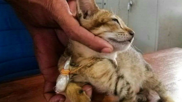 கடத்தலில் பூனைகள் 