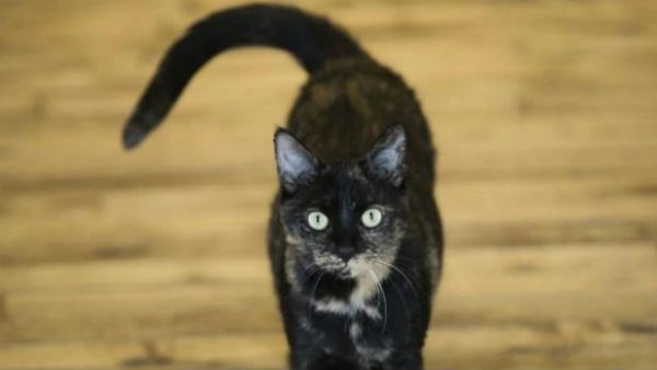 கருப்பு பூனை கருப்பு பூனை