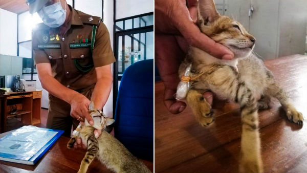 தப்பிய பூனை திரும்பி வந்தது 