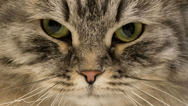 போதை பொருள் கடத்திய பூனை 