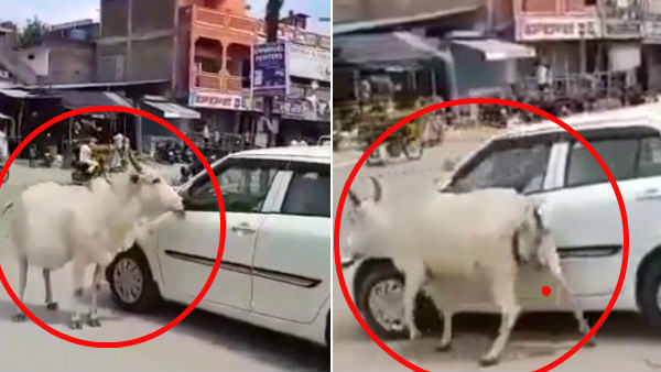 cow follow tahsildar half- hour in telangana, viral video cow follow tahsildar half- hour in telangana, viral video