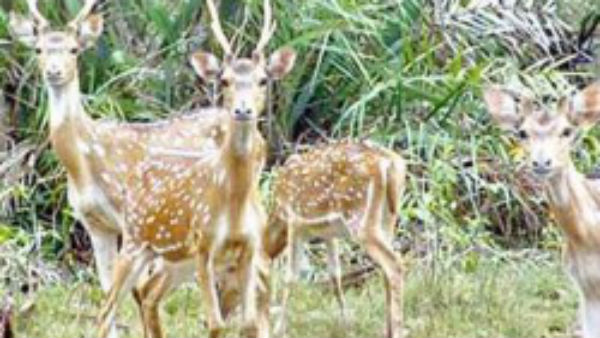 துரத்தி கொன்றது துரத்தி கொன்றது
