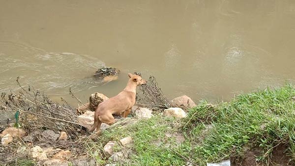எஜமானர்களை தேடும் நாய்கள் 